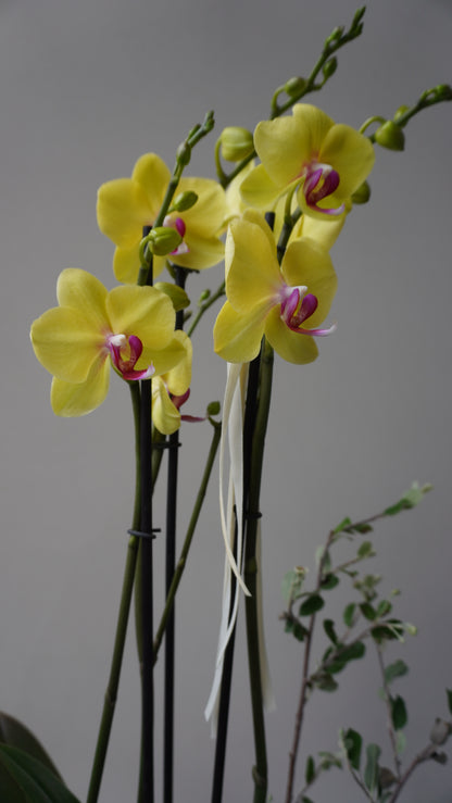 Orquídea Mariana