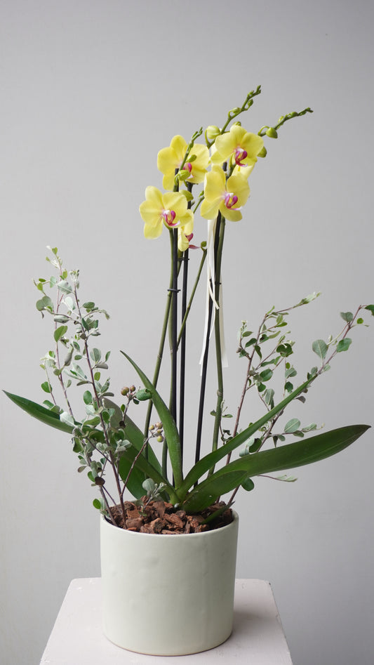 Orquídea Mariana