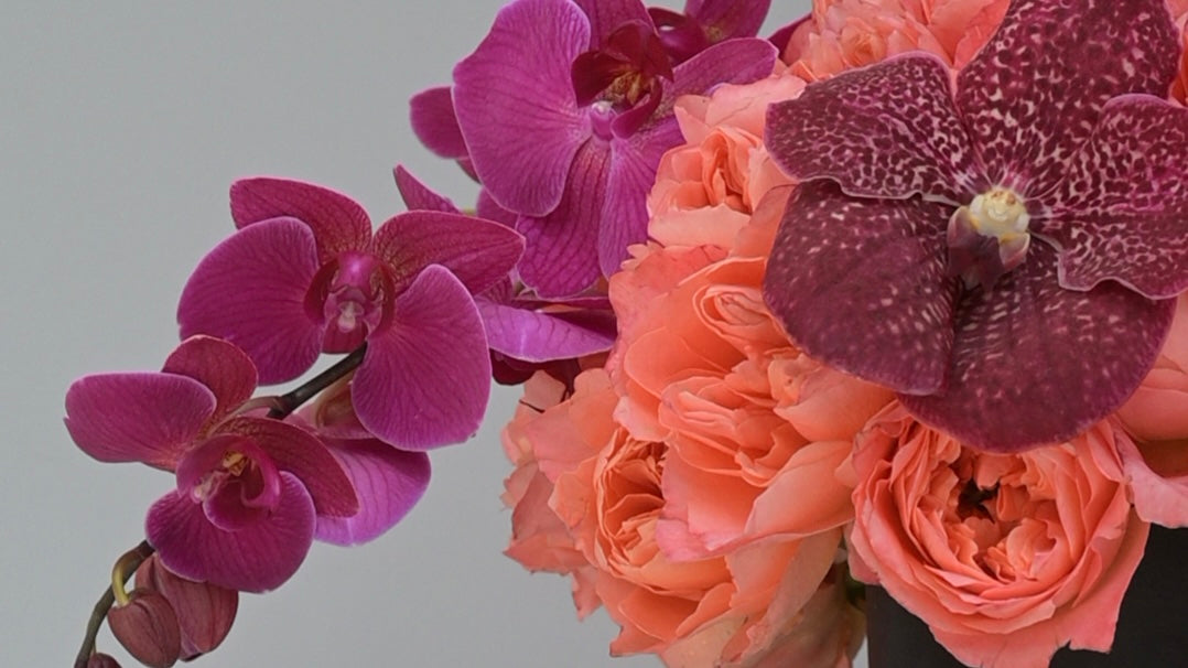 Orquídeas Nea