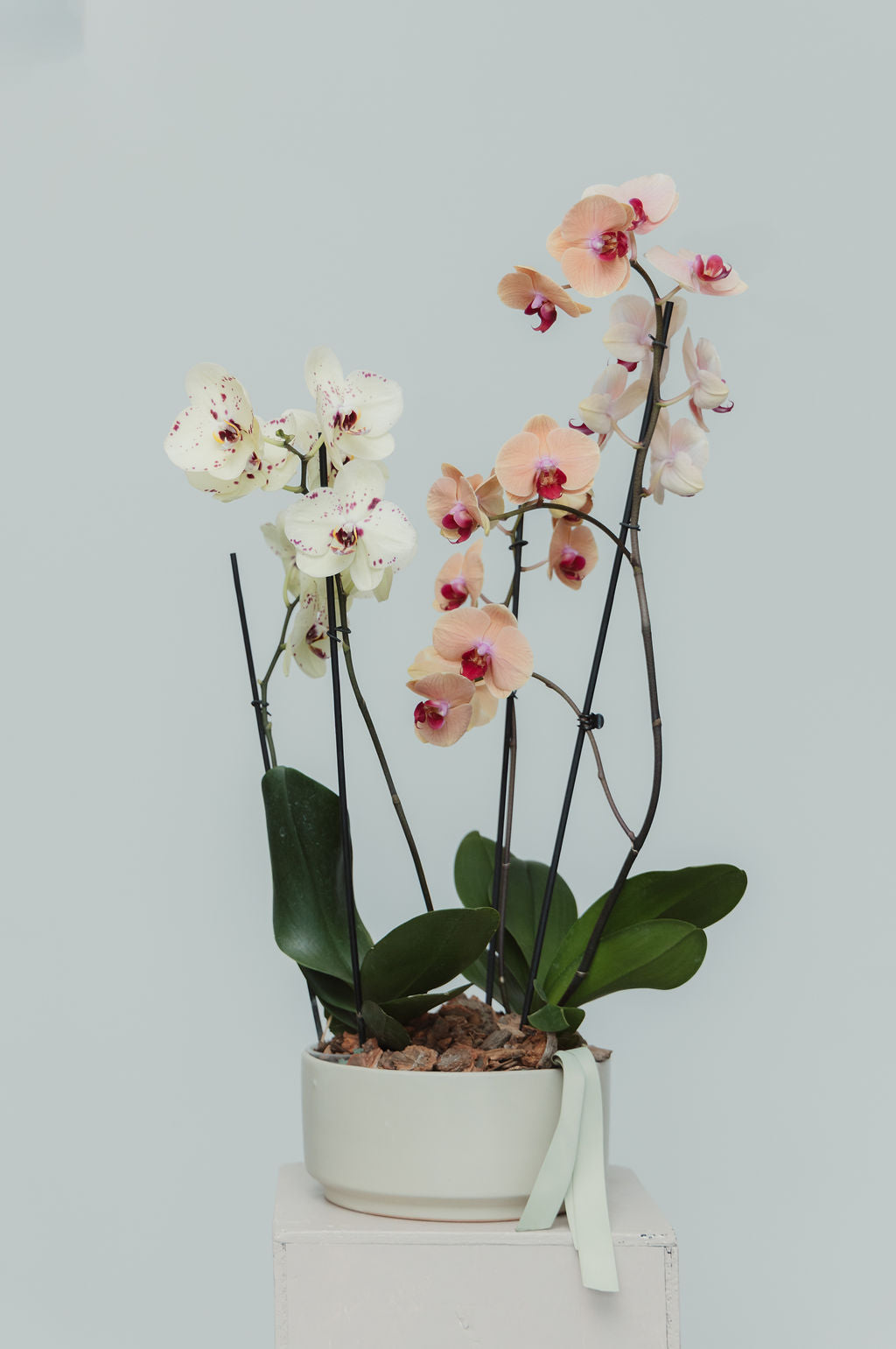 Orquídeas Pau