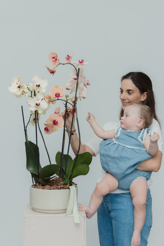 Orquídeas Pau
