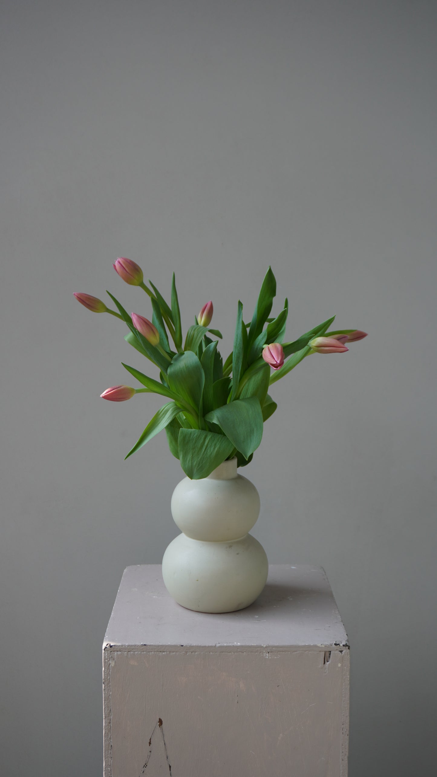 Tulipanes Inés